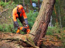 How Our Tree Care Process Works  in  Lindsay, TX